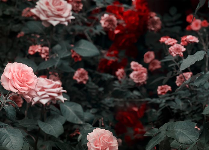 Pink and red roses in dark garden