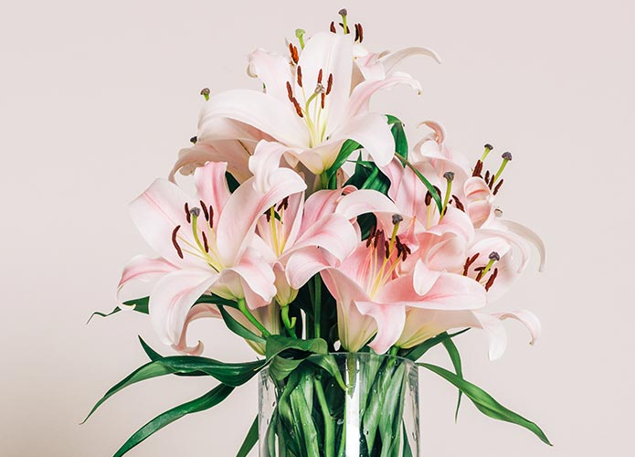 Pink lilies in vase