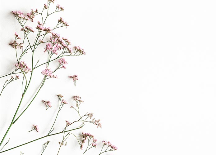 Pink baby's breath on white background