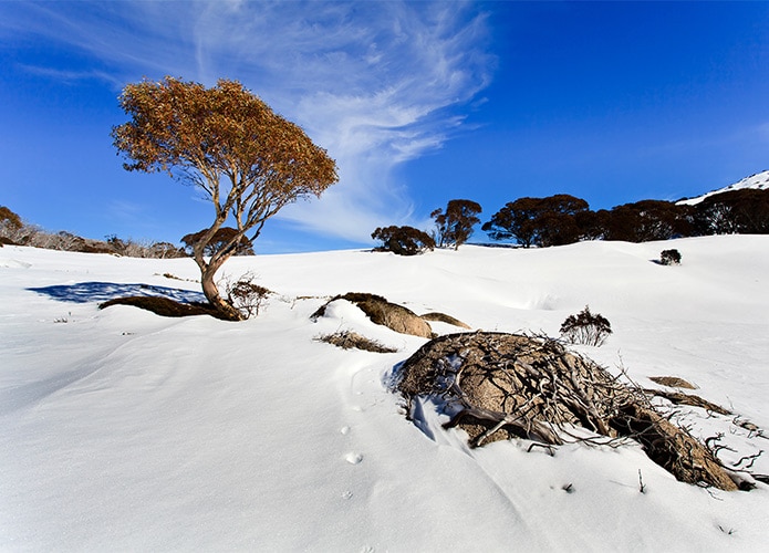 Perisher tree and boulder in snow