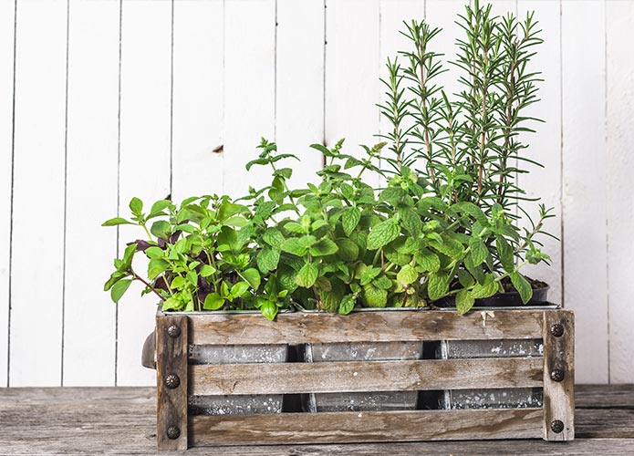 Herbs growing in crate