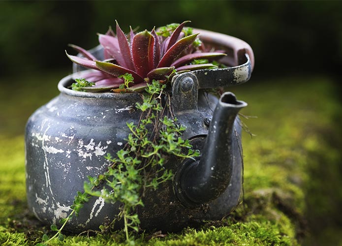 Succulent growing in kettle