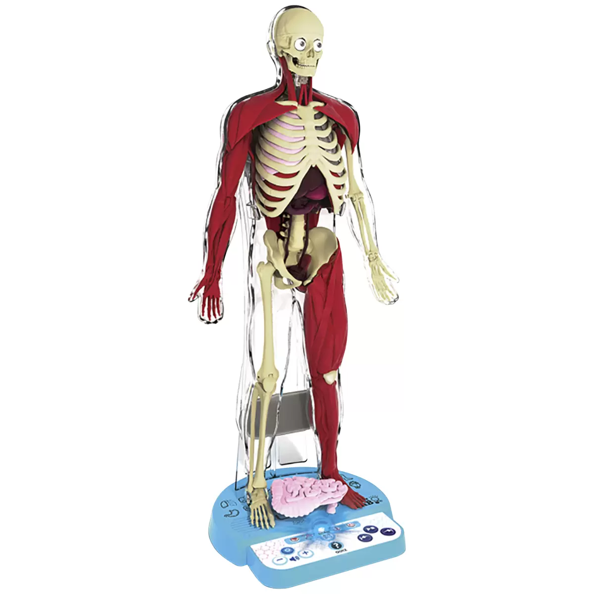 Ultimate Squishy Human Body Lab With SmartScan Technology