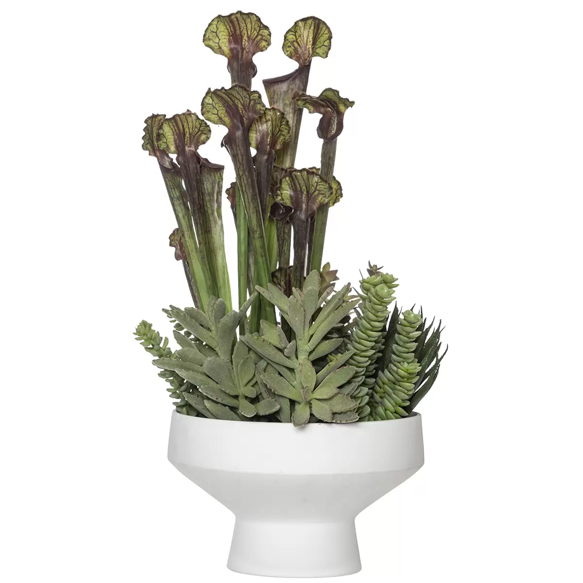 Rogue Cobra Lilly Succulent Mix Allegra Bowl