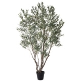 Rogue Olive Tree 140 x 140 x 260 cm  Grey Green