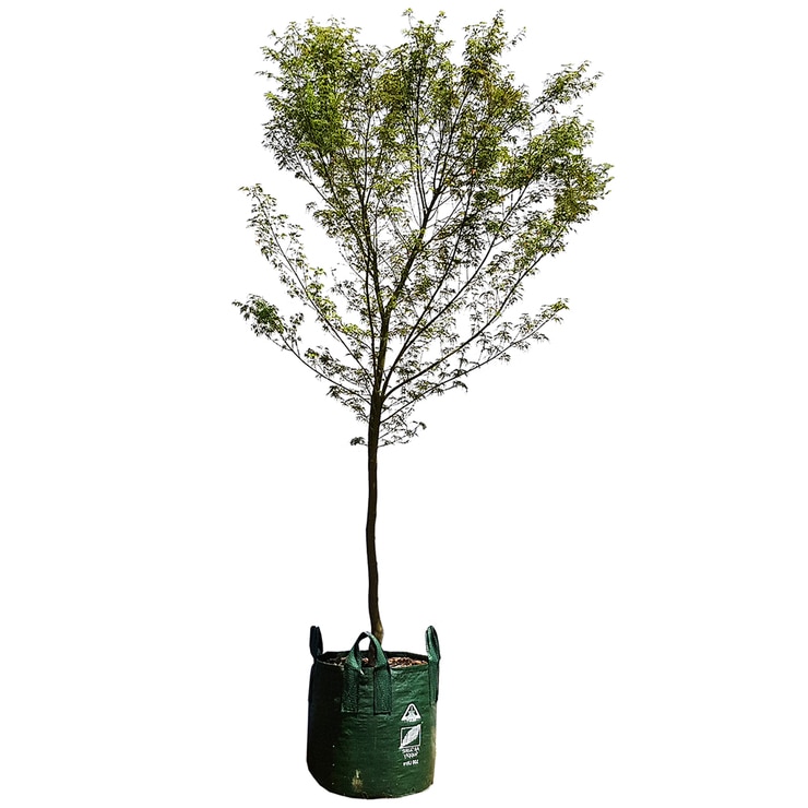 Japanese Maple Trees 4 x 100L | Costco Australia