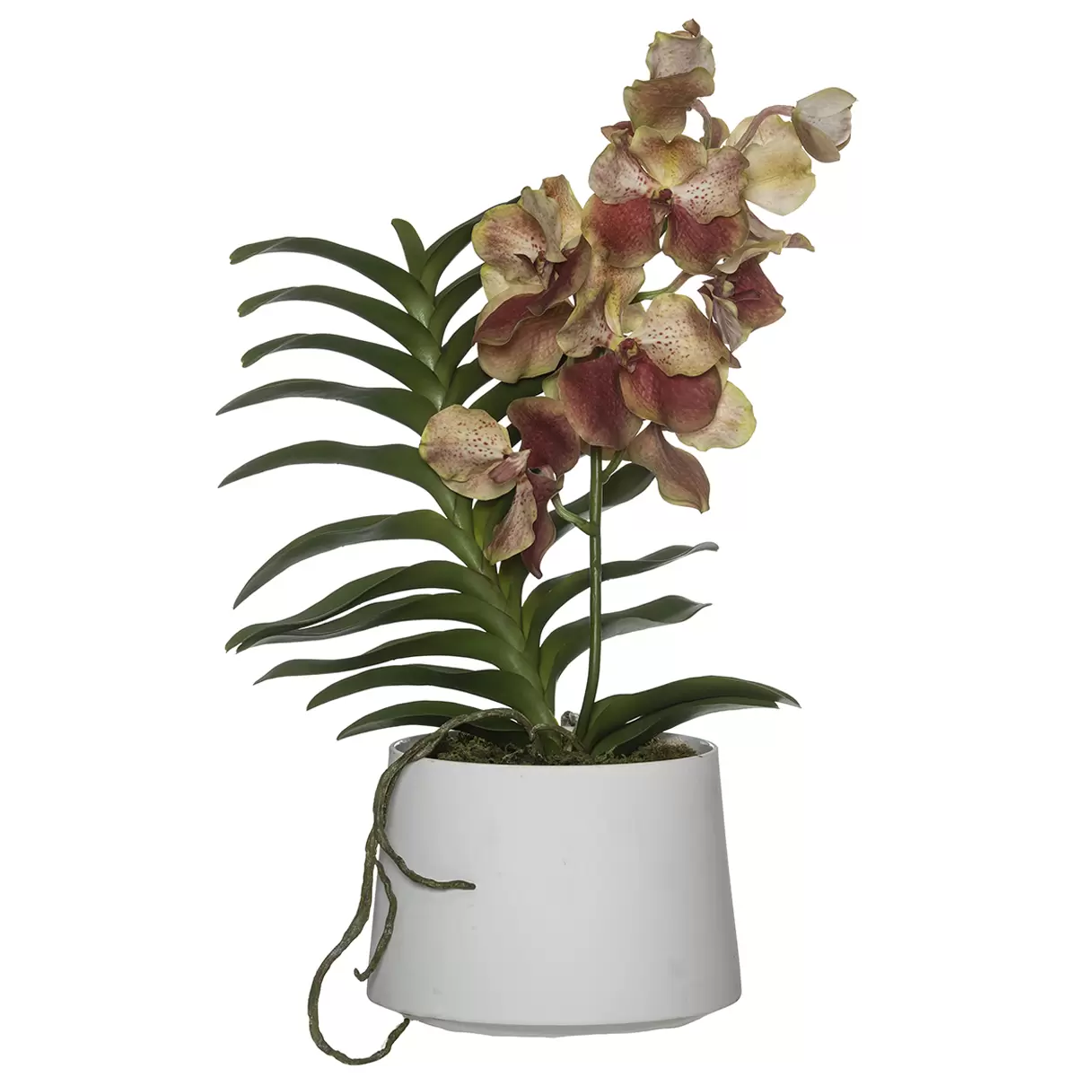 Rogue Grand Vanda Orchid Allegra Pot