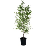 Rogue Black Label Grand Birch Tree