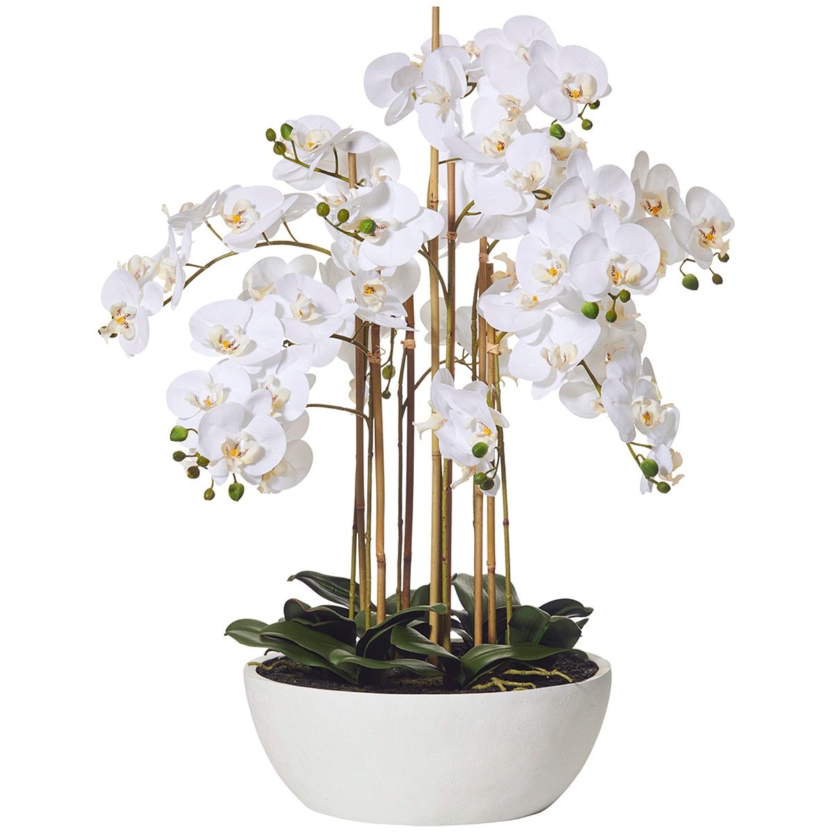 Rogue Butterfly Orchid Round Pot Costco Australia