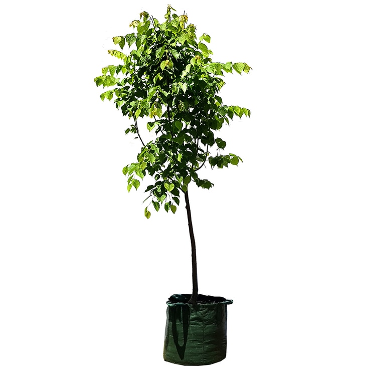 Linden Trees 4 x 100L | Costco Australia