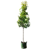 Mount Mooney Pyrus ussuriensis Manchurian Pear 100LT