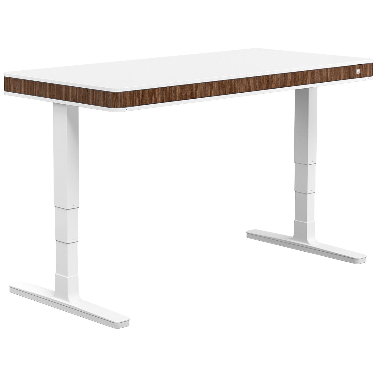 Moll T7 XL Walnut Sit and Stand Desk, White-Walnut